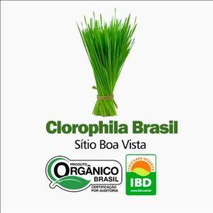 CLOROPHILA BRASIL